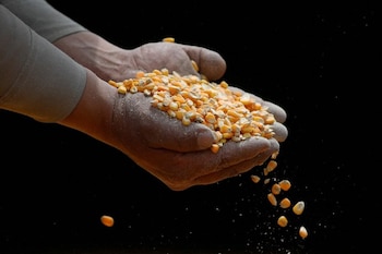 Un trabajador sostiene maíz amarillo