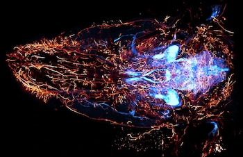Mapas tridimensionales permiten rastrear conexiones