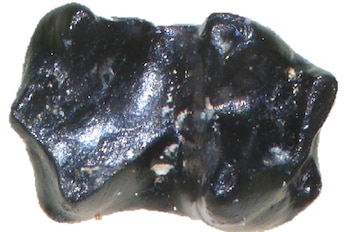 Imágenes fluorescentes destacan la compleja
