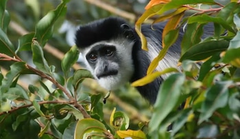 El mono colobo abisinio mantiene