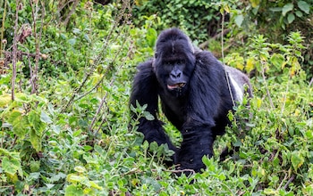 Los patrones reproductivos en primates