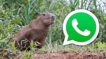 El modo capibara consiste en