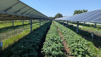 Jack’s Solar Garden es una