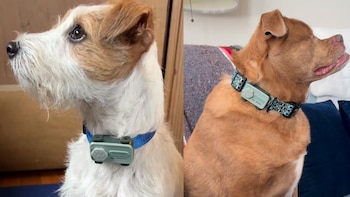 El PetPhone es el primer